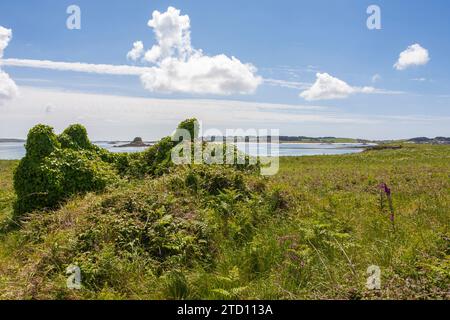 Die vollständig mit Efeu bedeckten Ruinen eines kleinen Häuschens auf der heute unbewohnten Insel Teän, Isles of Scilly, Großbritannien Stockfoto