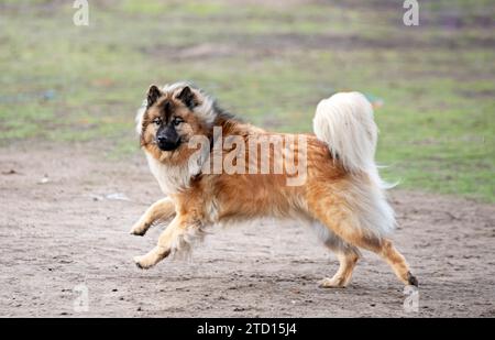 Porträt eines Eurasiers, der in der Natur läuft Stockfoto