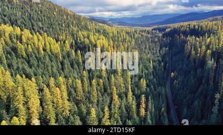 Luftaufnahme des alten Waldes mit westlicher Lärche und Pete Creek Road im Herbst. Kootenai National Forest im Nordwesten von Montana. (Foto: Randy Beacham) Stockfoto