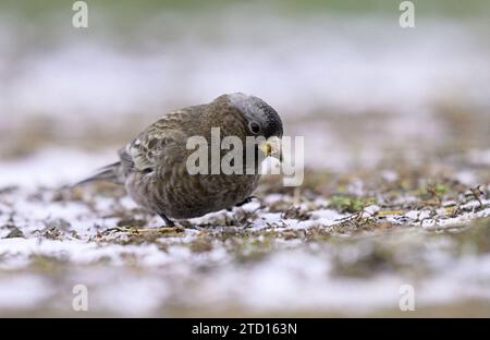 Graukronen-Rosy-Finch (Leukosticte Tephrocotis) auf der Suche am Boden im Herbst. Yaak Valley, Nordwesten von Montana. Stockfoto