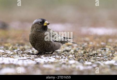 Graukronen-Rosy-Finch (Leukosticte Tephrocotis) auf der Suche am Boden im Herbst. Yaak Valley, Nordwesten von Montana. Stockfoto