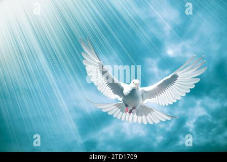 Weiße Taube des Friedens und der Liebe mit göttlichen Lichtstrahlen Stockfoto