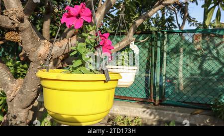 Schöne und helle Dunkelrosa Milliflora Petunie Blüten im gelben hängenden Blumentopf Stockfoto