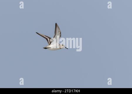 Sanderling (Calidris alba) fliegt über den Strand auf der Ostfriesischen Insel Juist, Deutschland. Stockfoto