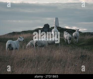 Eine Herde von Hausschafen weidet in einer Pastorallandschaft mit Tieren und bewölktem Himmel Stockfoto