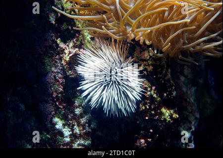 Der eingrabende Seeigel (Echinometra mathaei) ist ein Seeigel, der im Indo-Pazifik-Raum beheimatet ist. Stockfoto