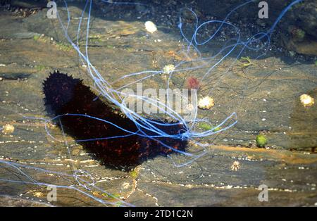 Schwarzseegurke (Holothuria forskali). Dieses Exemplar wirft klebrige Filamente aus dem Anus in Notwehr aus. Dieses Foto wurde in Cap Creus aufgenommen, Giro Stockfoto