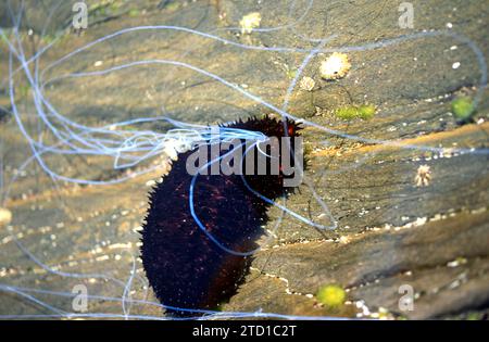 Schwarzseegurke (Holothuria forskali). Dieses Exemplar wirft klebrige Filamente aus dem Anus in Notwehr aus. Dieses Foto wurde in Cap Creus aufgenommen, Giro Stockfoto