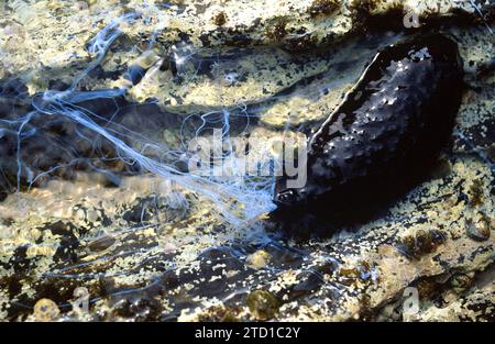 Schwarzseegurke (Holothuria forskali). Dieses Exemplar wirft klebrige Filamente aus dem Anus in Notwehr aus. Dieses Foto wurde in Cap Creus aufgenommen, Giro Stockfoto