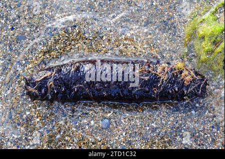 Schwarze Seegurke (Holothuria forskali). Dieses Foto wurde in Cap Creus, Provinz Girona, Katalonien, Spanien aufgenommen. Stockfoto