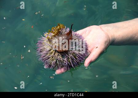 Seeigel (Lytechinus variegatus) ist ein Seeigel, der in den Würmergewässern des westlichen Atlantischen Ozeans beheimatet ist. Dieses Foto wurde in Paraty Küste aufgenommen, Stockfoto