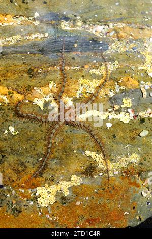 Gemeiner brüchiger Stern (Ophiothrix fragilis) ist ein brüchiger Stern von sehr unterschiedlicher Farbe. Dieses Foto wurde in Cap Ras, Provinz Girona, Katalonien, Spanien aufgenommen. Stockfoto