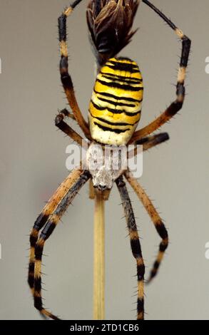 Wespenspinne (Argiope bruennichi) dorsale Seite. Stockfoto