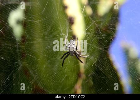 Cyrtophora citricola (tropische Zelt-Spinnennetze) ist eine in Südeuropa, Afrika, Asien und einem Teil Amerikas heimische Spinnennetze. Dieses Foto wurde in La Pa aufgenommen Stockfoto