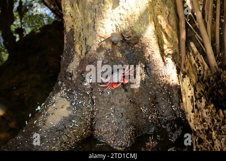 Die Mangrovenwurzelkrabbe (Goniopsis cruentata) ist eine Krabbe, die im westlichen Atlantik von Florida bis Brasilien beheimatet ist. Dieses Foto wurde in Rio Pojuca, Brasilien, aufgenommen Stockfoto