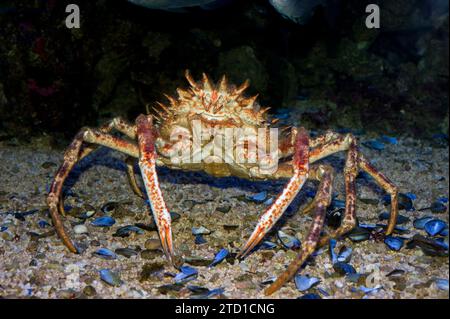 Stachelspinnenkrabbe (Maja squinado) ist eine essbare Krabbe, die im östlichen Atlantik und im Mittelmeer beheimatet ist. Stockfoto