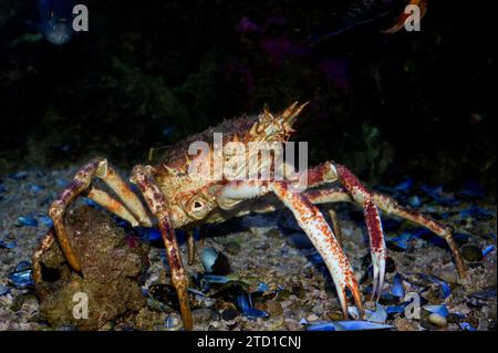 Stachelspinnenkrabbe (Maja squinado) ist eine essbare Krabbe, die im östlichen Atlantik und im Mittelmeer beheimatet ist. Stockfoto