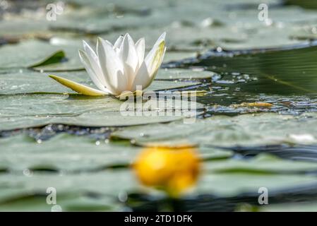 Foto: Weiße Lotusblüten, die wunderschön im Kanal blühen Stockfoto