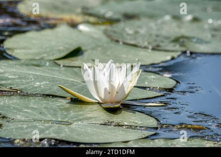 Foto: Weiße Lotusblüten, die wunderschön im Kanal blühen Stockfoto