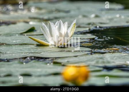 Foto: Weiße Lotusblüten, die wunderschön im Kanal blühen Stockfoto