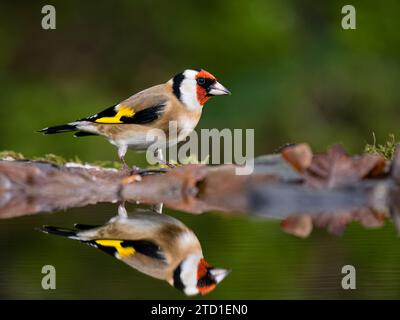 Ein Goldfink, der in einem Gartenpool am Ende des Herbstes/frühen Winters in Mitte Wales auf der Suche ist. Stockfoto