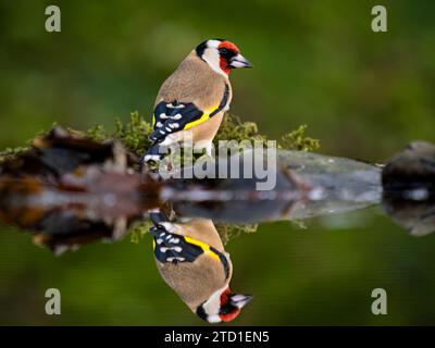 Ein Goldfink, der in einem Gartenpool am Ende des Herbstes/frühen Winters in Mitte Wales auf der Suche ist. Stockfoto