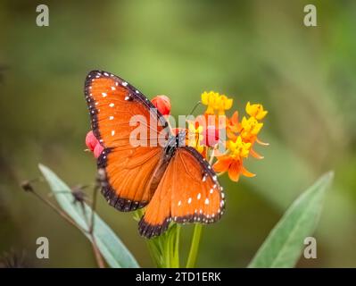 Ein einziger Queen-Schmetterling auf rotem und gelbem tropischem Milchweed Stockfoto