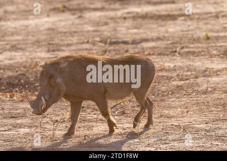 Nahaufnahme eines Gemeinen Warthogs, Phacochoerus africanus, der um den Chobe-Nationalpark, Botswana, herumläuft. Stockfoto