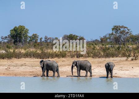 Teleobjektiv erschoss drei afrikanische Elefanten, Loxodonta Africana, die neben einem Wasserloch in Botswana standen Stockfoto