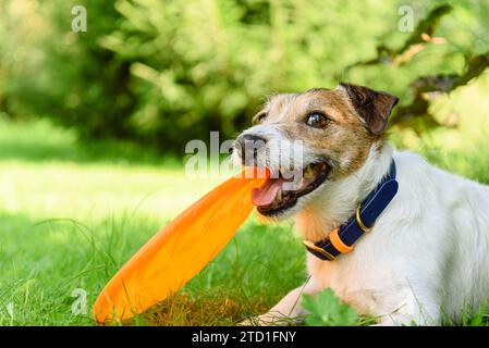 Süßer, fröhlicher Hund, der seine Lieblingsspielzeug-Frisbee-Scheibe im Mund hält und im Park auf Gras liegt Stockfoto