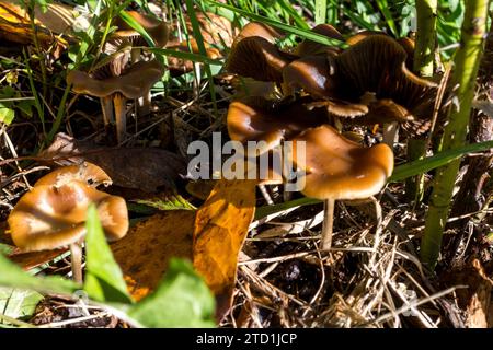 Psilocybe Cyanescens Zauberpilze, die in Hackschnitzeln wachsen. Stockfoto