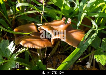 Psilocybe Cyanescens Zauberpilze, die in Hackschnitzeln wachsen. Stockfoto