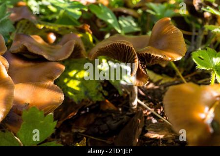 Psilocybe Cyanescens Zauberpilze, die in Hackschnitzeln wachsen. Stockfoto