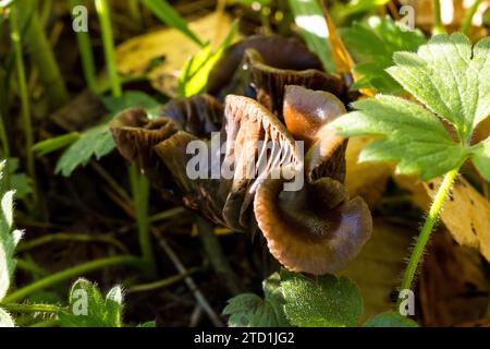 Psilocybe Cyanescens Zauberpilze, die in Hackschnitzeln wachsen. Stockfoto