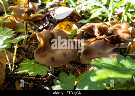 Psilocybe Cyanescens Zauberpilze, die in Hackschnitzeln wachsen. Stockfoto