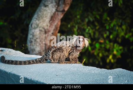 Ein weiß getuftetes Marmoset (Callithrix jacchus) im Sonnenlicht - Rio de Janeiro, Brasilien Stockfoto