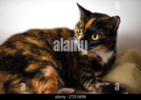 Porträt einer gelbäugigen Tortie-Katze, die wegschaut Stockfoto