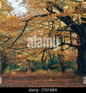 Burnham Buchen im Herbst Stockfoto