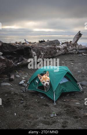 Chihuahua und ein kleines Zelt für einen Reisespeicher in der Nähe von Brookings, Oregon. Stockfoto