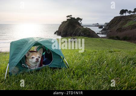 Chihuahua und ein kleines Zelt für ein Reise-Camping-Konzept mit Meeresstapeln in Port Orford, Oregon. Stockfoto
