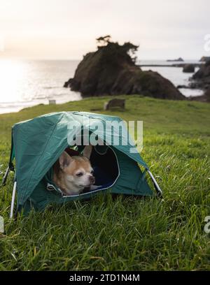 Chihuahua und ein kleines Zelt für ein Reise-Camping-Konzept mit Meeresstapeln in Port Orford, Oregon. Stockfoto