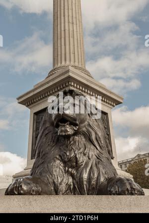 London, Großbritannien - 1. November 2023 - eine der vier bronzenen landseer-Löwen-Statuen am Fuß der Nelson-Säule vor dem Gebäude der National Gallery. Ansicht von Stockfoto