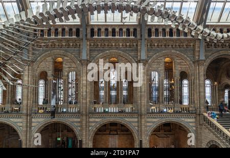 London, Großbritannien - 1. November 2023 - The Blue Whale Skeleton (Hope) Ein fossiles Skelett, das im Haupteingang des Natural History Museum gegossen wurde. Hintze Hall Stockfoto