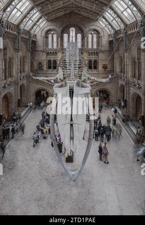 London, Großbritannien - 1. November 2023 - The Blue Whale Skeleton (Hope) Ein fossiles Skelett, das im Haupteingang des Natural History Museum gegossen wurde. Hintze Hall Stockfoto