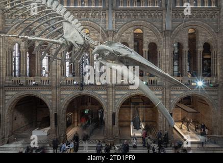 London, Großbritannien - 1. November 2023 - The Blue Whale Skeleton (Hope) Ein fossiles Skelett, das im Haupteingang des Natural History Museum gegossen wurde. Hintze Hall Stockfoto