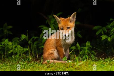 26. April 2023, Berlin: 26.04.2023, Berlin. Ein junger Rotfuchs (Vulpes vulpes), nur wenige Wochen alt, sitzt unter einem Busch in der Abendsonne in einem Park in der Hauptstadt. Der junge Berliner Stadtfuchs bleibt in unmittelbarer Nähe der Höhle und ihrer Mutter. Stadtfüchse haben ihre eigenen Strategien entwickelt, um mit Menschen zu leben und unterscheiden sich heute sogar genetisch von ihren Verwandten auf dem Land. Foto: Wolfram Steinberg/dpa Foto: Wolfram Steinberg/dpa Stockfoto