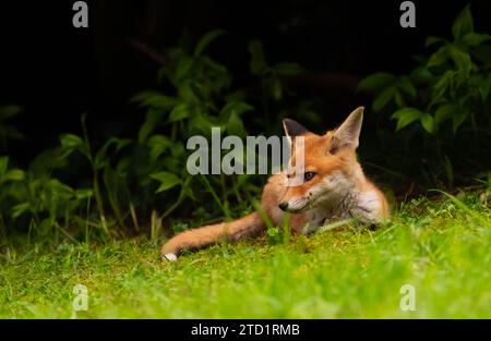 26. April 2023, Berlin: 26.04.2023, Berlin. Ein junger Rotfuchs (Vulpes vulpes), nur wenige Wochen alt, liegt in der Abendsonne in einem Park in der Hauptstadt. Der junge Berliner Stadtfuchs bleibt in unmittelbarer Nähe der Höhle und ihrer Mutter. Stadtfüchse haben ihre eigenen Strategien entwickelt, um mit Menschen zu leben und unterscheiden sich heute sogar genetisch von ihren Verwandten auf dem Land. Foto: Wolfram Steinberg/dpa Foto: Wolfram Steinberg/dpa Stockfoto