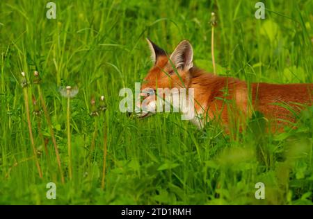 10. Mai 2023, Berlin: 10.05.2023, Berlin. Ein Rotfuchs (Vulpes vulpes) läuft in der Abendsonne durch hohes Gras in einem Park in der Hauptstadt. Stadtfüchse haben ihre eigenen Strategien entwickelt, um mit Menschen zu leben und unterscheiden sich jetzt sogar genetisch von ihren Verwandten auf dem Land. Foto: Wolfram Steinberg/dpa Foto: Wolfram Steinberg/dpa Stockfoto