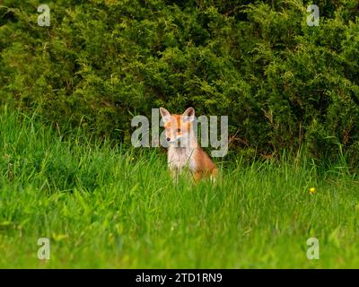 24. April 2023, Berlin: 24.04.2023, Berlin. Ein junger Rotfuchs (Vulpes vulpes), nur wenige Wochen alt, sitzt vor einem Busch in einem Park in der Hauptstadt. Der junge Berliner Stadtfuchs befindet sich noch immer in unmittelbarer Nähe der Höhle und ihrer Mutter. Stadtfüchse haben ihre eigenen Strategien entwickelt, um mit Menschen zu leben und unterscheiden sich heute sogar genetisch von ihren Verwandten auf dem Land. Foto: Wolfram Steinberg/dpa Foto: Wolfram Steinberg/dpa Stockfoto