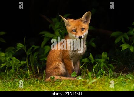 26. April 2023, Berlin: 26.04.2023, Berlin. Ein junger Rotfuchs (Vulpes vulpes), nur wenige Wochen alt, sitzt unter einem Busch in der Abendsonne in einem Park in der Hauptstadt. Der junge Berliner Stadtfuchs bleibt in unmittelbarer Nähe der Höhle und ihrer Mutter. Stadtfüchse haben ihre eigenen Strategien entwickelt, um mit Menschen zu leben und unterscheiden sich heute sogar genetisch von ihren Verwandten auf dem Land. Foto: Wolfram Steinberg/dpa Foto: Wolfram Steinberg/dpa Stockfoto